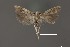  (Deltophora sella - DNA_SL0613)  @12 [ ] Copyright (2017) Sangmi Lee Arizona State University Hasbrouck Insect Collection