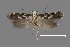  ( - DNA_SL0616)  @13 [ ] Copyright (2017) Sangmi Lee Arizona State University Hasbrouck Insect Collection