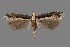  (Aristotelia sp. 11SL - DNA_SL0626)  @14 [ ] Copyright (2017) Sangmi Lee Arizona State University Hasbrouck Insect Collection
