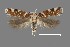  (Aristotelia arenella - DNA_SL0628)  @14 [ ] Copyright (2017) Sangmi Lee Arizona State University Hasbrouck Insect Collection