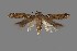  (Aristotelia sp. 6SL - DNA_SL0629)  @14 [ ] Copyright (2017) Sangmi Lee Arizona State University Hasbrouck Insect Collection