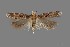  (Aristotelia sp. 7SL - DNA_SL0630)  @14 [ ] Copyright (2017) Sangmi Lee Arizona State University Hasbrouck Insect Collection