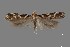 (Aristotelia sp. 3SL - DNA_SL0631)  @13 [ ] Copyright (2017) Sangmi Lee Arizona State University Hasbrouck Insect Collection