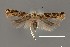  ( - DNA_SL0632)  @13 [ ] Copyright (2017) Sangmi Lee Arizona State University Hasbrouck Insect Collection
