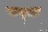  (Aristotelia sp. 8SL - DNA_SL0633)  @14 [ ] Copyright (2017) Sangmi Lee Arizona State University Hasbrouck Insect Collection