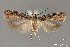  (Aristotelia sp. 10SL - DNA_SL0635)  @13 [ ] Copyright (2017) Sangmi Lee Arizona State University Hasbrouck Insect Collection