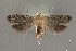 ( - DNA_SL0636)  @12 [ ] Copyright (2017) Sangmi Lee Arizona State University Hasbrouck Insect Collection
