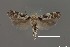  (Aristotelia sp. 12SL - DNA_SL0637)  @14 [ ] Copyright (2017) Sangmi Lee Arizona State University Hasbrouck Insect Collection