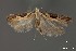  (Aristotelia sp. 2SL - DNA_SL0641)  @11 [ ] Copyright (2017) Sangmi Lee Arizona State University Hasbrouck Insect Collection