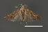  (Aristotelia sp. 4SL - DNA_SL0642)  @11 [ ] Copyright (2017) Sangmi Lee Arizona State University Hasbrouck Insect Collection