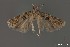  (Deltophora sp. 3SL - DNA_SL0643)  @11 [ ] Copyright (2017) Sangmi Lee Arizona State University Hasbrouck Insect Collection