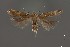  (Aristotelia sp. 15SL - DNA_SL0649)  @11 [ ] Copyright (2017) Sangmi Lee Arizona State University Hasbrouck Insect Collection
