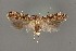  (Aristotelia sp. 16SL - DNA_SL0650)  @13 [ ] Copyright (2017) Sangmi Lee Arizona State University Hasbrouck Insect Collection