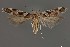  (Aristotelia sp. 17SL - DNA_SL0651)  @11 [ ] Copyright (2017) Sangmi Lee Arizona State University Hasbrouck Insect Collection