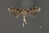  (Aristotelia sp. 18SL - DNA_SL0652)  @11 [ ] Copyright (2017) Sangmi Lee Arizona State University Hasbrouck Insect Collection