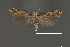 (Aristotelia sp. 19SL - DNA_SL0653)  @11 [ ] Copyright (2017) Sangmi Lee Arizona State University Hasbrouck Insect Collection