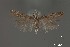  (Aristotelia sp. 20SL - DNA_SL0654)  @11 [ ] Copyright (2017) Sangmi Lee Arizona State University Hasbrouck Insect Collection