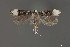  ( - DNA_SL0687)  @14 [ ] Copyright (2017) Sangmi Lee Arizona State University Hasbrouck Insect Collection