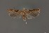  (Aristotelia sp. 21SL - DNA_SL0691)  @14 [ ] Copyright (2017) Sangmi Lee Arizona State University Hasbrouck Insect Collection