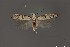  (Gelechiidae_gen sp. 10SL - DNA_SL0692)  @13 [ ] Copyright (2017) Sangmi Lee Arizona State University Hasbrouck Insect Collection