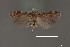  (Aristotelia sp. 22SL - DNA_SL0695)  @13 [ ] Copyright (2017) Sangmi Lee Arizona State University Hasbrouck Insect Collection