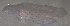  ( - RH1074)  @11 [ ] No Rights Reserved  Roi Holzman The Interuniversity Institute for Marine Sciences Eilat