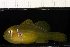  ( - RH1089)  @11 [ ] No Rights Reserved  Roi Holzman The Interuniversity Institute for Marine Sciences Eilat