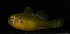  ( - RH1091)  @11 [ ] No Rights Reserved  Roi Holzman The Interuniversity Institute for Marine Sciences Eilat