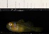  ( - RH1092)  @11 [ ] No Rights Reserved  Roi Holzman The Interuniversity Institute for Marine Sciences Eilat