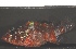  ( - RH1101)  @11 [ ] No Rights Reserved  Roi Holzman The Interuniversity Institute for Marine Sciences Eilat