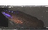  ( - RH1112)  @11 [ ] No Rights Reserved  Roi Holzman The Interuniversity Institute for Marine Sciences Eilat