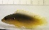  (Pseudochromis olivaceus - RH1128)  @11 [ ] No Rights Reserved  Roi Holzman The Interuniversity Institute for Marine Sciences Eilat