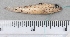  ( - RH1174)  @11 [ ] No Rights Reserved  Roi Holzman The Interuniversity Institute for Marine Sciences Eilat