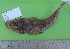  ( - RH1740)  @11 [ ] No Rights Reserved  Roi Holzman The Interuniversity Institute for Marine Sciences Eilat