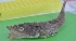  ( - RH1740)  @11 [ ] No Rights Reserved  Roi Holzman The Interuniversity Institute for Marine Sciences Eilat