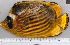  ( - SMNHTAU P.15112-B)  @11 [ ] No Rights Reserved  Roi Holzman The Interuniversity Institute for Marine Sciences Eilat