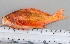  (Pseudanthias taeniatus - SMNHTAU P.15125)  @11 [ ] No Rights Reserved  Roi Holzman The Interuniversity Institute for Marine Sciences Eilat