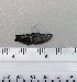  ( - SMNHTAU P.15211)  @11 [ ] No Rights Reserved  Roi Holzman The Interuniversity Institute for Marine Sciences Eilat