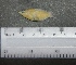  ( - SMNHTAU P.15211)  @11 [ ] No Rights Reserved  Roi Holzman The Interuniversity Institute for Marine Sciences Eilat