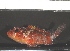  ( - SMNHTAU P.15270)  @11 [ ] No Rights Reserved  Roi Holzman The Interuniversity Institute for Marine Sciences Eilat