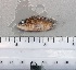  ( - SMNHTAU P.15270)  @11 [ ] No Rights Reserved  Roi Holzman The Interuniversity Institute for Marine Sciences Eilat