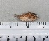  ( - SMNHTAU P.15270)  @11 [ ] No Rights Reserved  Roi Holzman The Interuniversity Institute for Marine Sciences Eilat