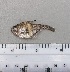  ( - SMNHTAU P.15275.1)  @11 [ ] No Rights Reserved  Roi Holzman The Interuniversity Institute for Marine Sciences Eilat