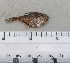  ( - SMNHTAU P.15275.2)  @11 [ ] No Rights Reserved  Roi Holzman The Interuniversity Institute for Marine Sciences Eilat