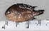  ( - SMNHTAU P.15280.2)  @11 [ ] No Rights Reserved  Roi Holzman The Interuniversity Institute for Marine Sciences Eilat