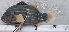  ( - SMNHTAU P.15287)  @11 [ ] No Rights Reserved  Roi Holzman The Interuniversity Institute for Marine Sciences Eilat