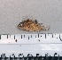  ( - SMNHTAU P.15310)  @11 [ ] No Rights Reserved  Roi Holzman The Interuniversity Institute for Marine Sciences Eilat
