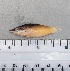 ( - SMNHTAU P.15316)  @11 [ ] No Rights Reserved  Roi Holzman The Interuniversity Institute for Marine Sciences Eilat