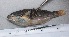  ( - SMNHTAU P.15332)  @11 [ ] No Rights Reserved  Roi Holzman The Interuniversity Institute for Marine Sciences Eilat