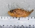  ( - SMNHTAU P.15334)  @11 [ ] No Rights Reserved  Roi Holzman The Interuniversity Institute for Marine Sciences Eilat